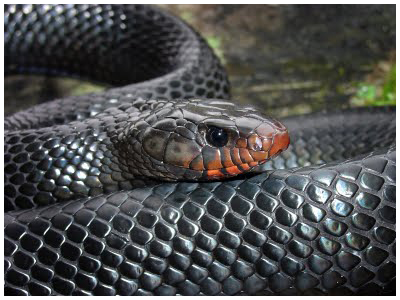 Indigo snake. Photo courtesy Dirk Stevenson