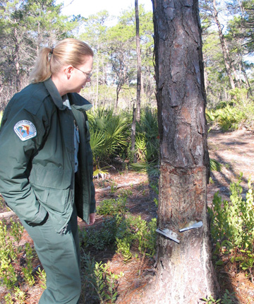 Leda Suydan, Park Service Specialist at Topsail Hill Preserve explains the cat face used to dip sap from pine trees. Lori Ceier/Walton Outdoors