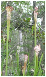 Pitcher plants are some of the wide variety of wildflowers you will find at Grayton Beach State Park.