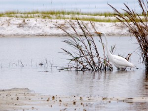 A great egret forages along Western Lake at Grayton Beach State Park. Lori Ceier/Walton Outdoors