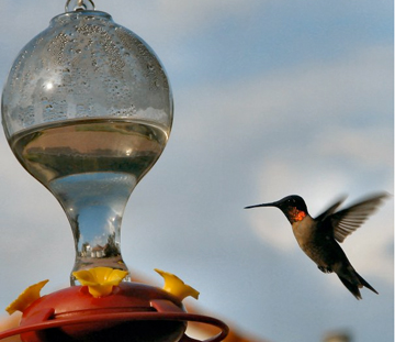 Hummingbirds Visit Northwest Florida During Fall Months Walton Outdoors,How Much Money In Monopoly
