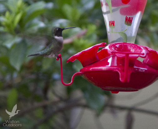 Fall Is The Time Of Year For Migrating Hummingbirds In Northwest Florida Walton Outdoors,How Much Money In Monopoly