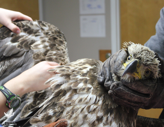 Eagle is being examined by vet tech Kelsey Smith. Lori Ceier/Walton Outdoors
