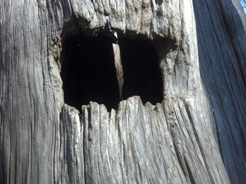 A closeup of the hole carved into the tree.