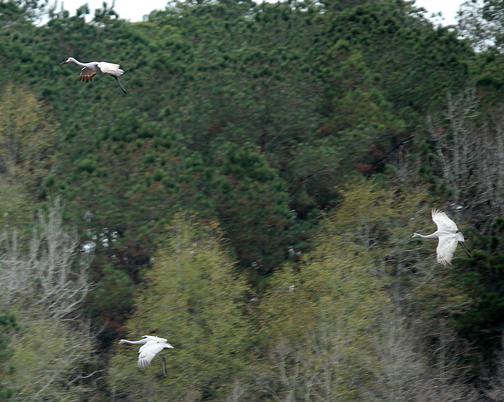 Graceful sandhill cranes fly over a wetland area in North Walton County. Lori Ceier/Walton Outdoors