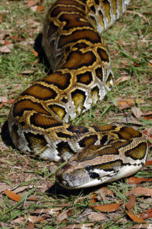 Burmese Python. Tim Donovan/FWC