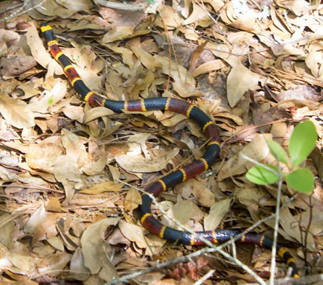 A Guide To Florida Snakes Walton Outdoors