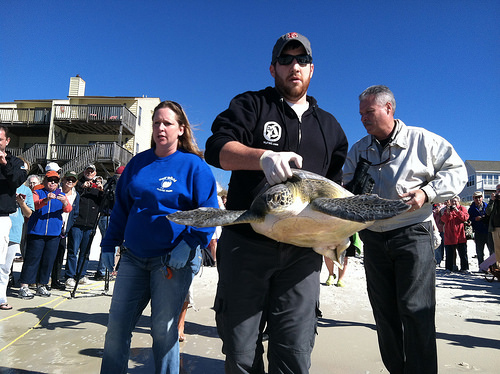 Sea turtle rescue jobs florida