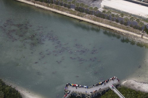 Manatees gather in warm water during cold spells such as this location near Tampa. Photo courtesy FWC