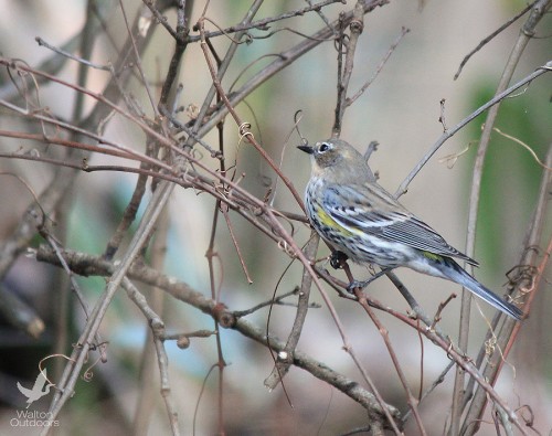 Yellow-rumped warbler. Lori Ceier/Walton Outdoors
