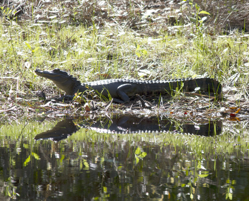 A young alligator sunning itself. Lori Ceier/Walton Outdoors