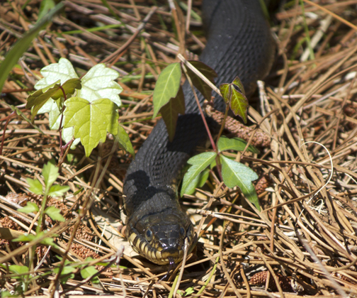 Brown water snake. Lori Ceier/Walton Outdoors
