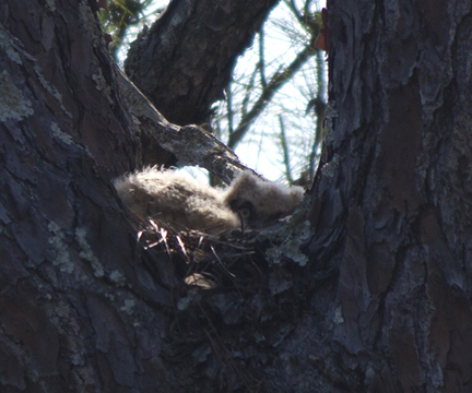 A great horned owlet nestled in pine tree. Lori Ceier/Walton Outdoors