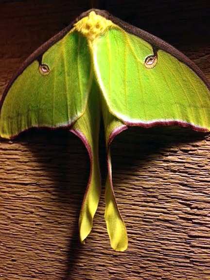 Sherry McCall captured this photo of a luna moth on her workshop wall.