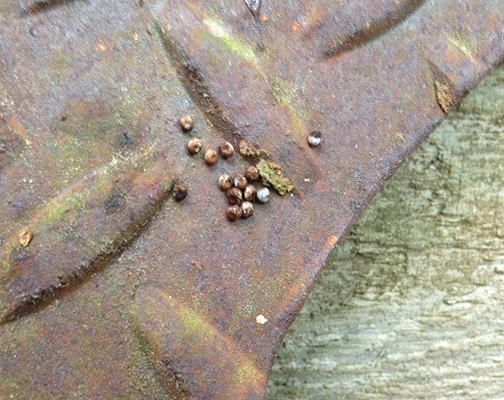Luna moth eggs. Soon there will be caterpillars. Photo courtesy Sherry McCall. 