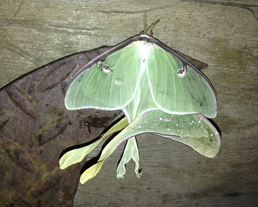 Luna moth union on the wall. Photo courtesy Sherry McCall.