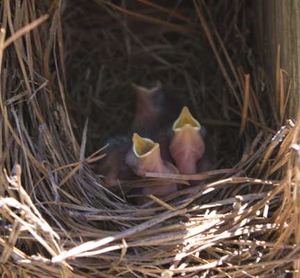 Bluebird chicks. Lori Ceier/Walton Outdoors