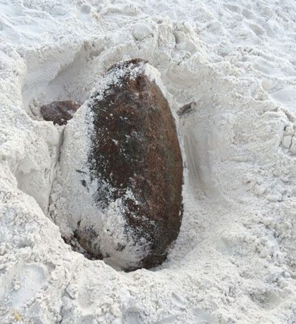 This female loggerhead sea turtle was discovered partially buried headfirst in the sand in the early morning hours of Jun 16. Photo courtesy South Walton Turtle Watch