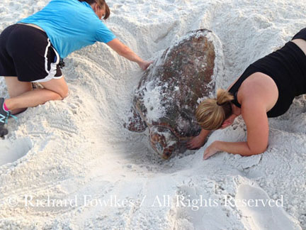 Volunteers help free loggerhead from the sand. Photo courtesy Richard Fowlkes/South Walton Turtle Watch.