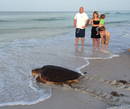 Loggerhead is finally freed and headed back into the Gulf. Photo courtesy South Walton Turtle Watch