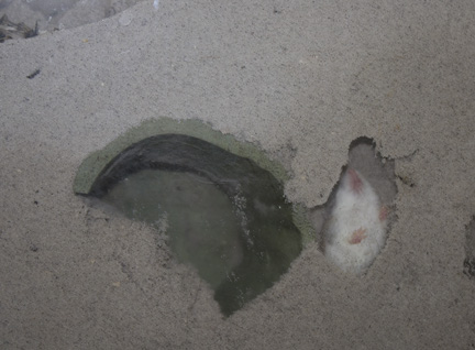 The Perdido beach mice enjoy burrowing in the sand. Lori Ceier/Walton Outdoors