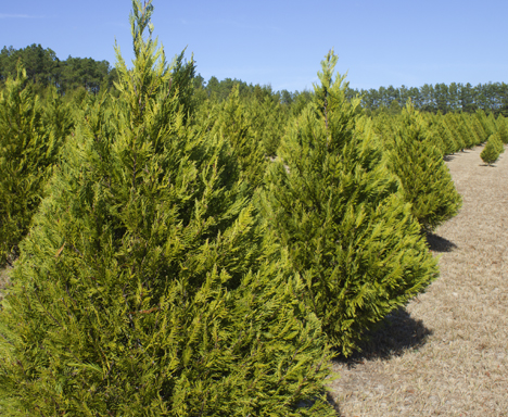 More than 60 acres of Christmas trees at Strickland's farm. Lori Ceier/Walton Outdoors
