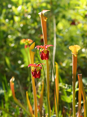 Yellow Pitcher Plant blooms