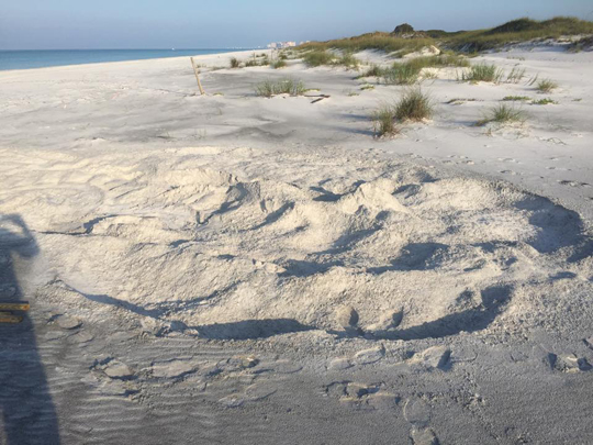 The leatherback turtle nest is 18 ft. across. Photo courtesy Topsail Hill Preserve State Park