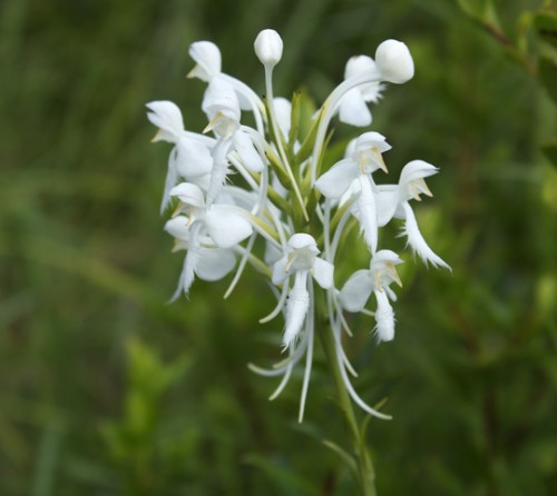 Rare white fringed orchid on the come back at Deer Lake State Park. Lori Ceier/Walton Outdoors