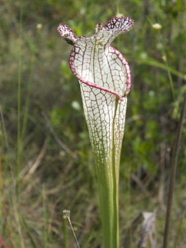 Pitcher plants and related bog species have been returning in numbers. Lori Ceier/Walton Outdoors